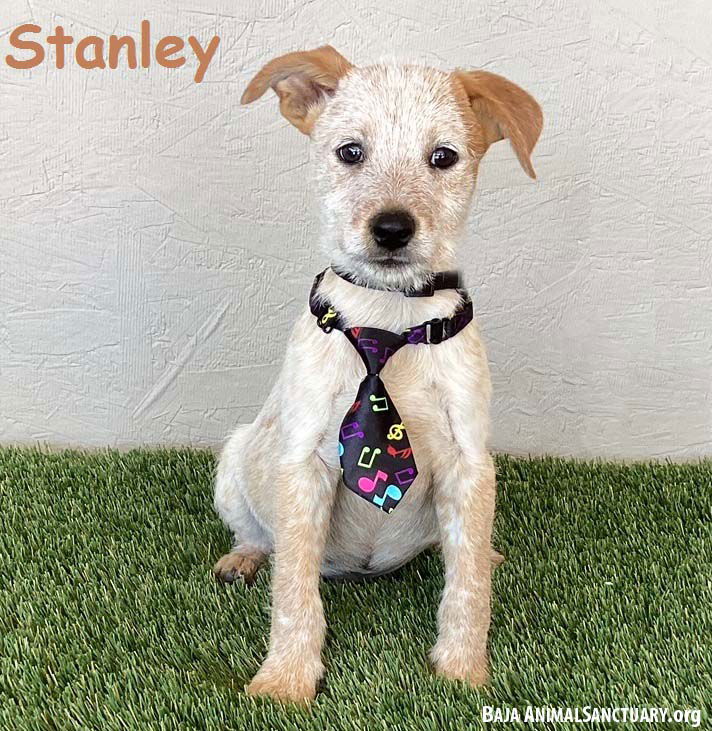 adoptable Dog in San Diego, CA named Stanley