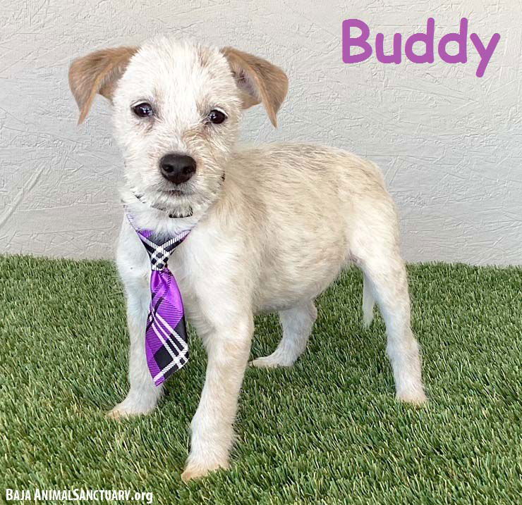 adoptable Dog in San Diego, CA named Buddy