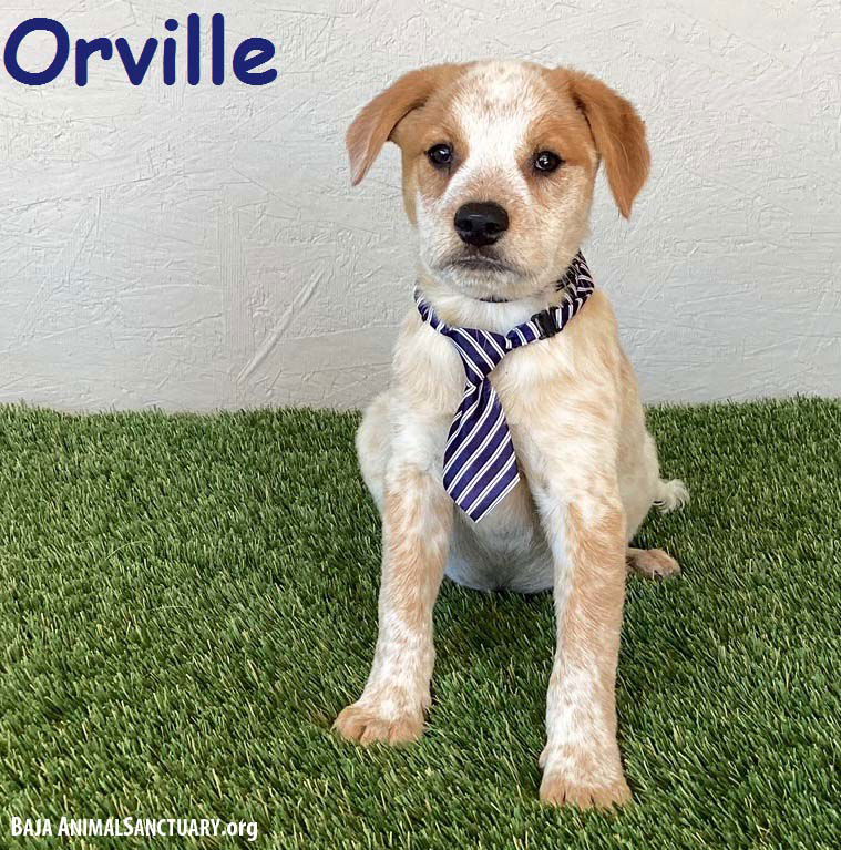 adoptable Dog in San Diego, CA named Orville