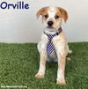 adoptable Dog in San Diego, CA named Orville