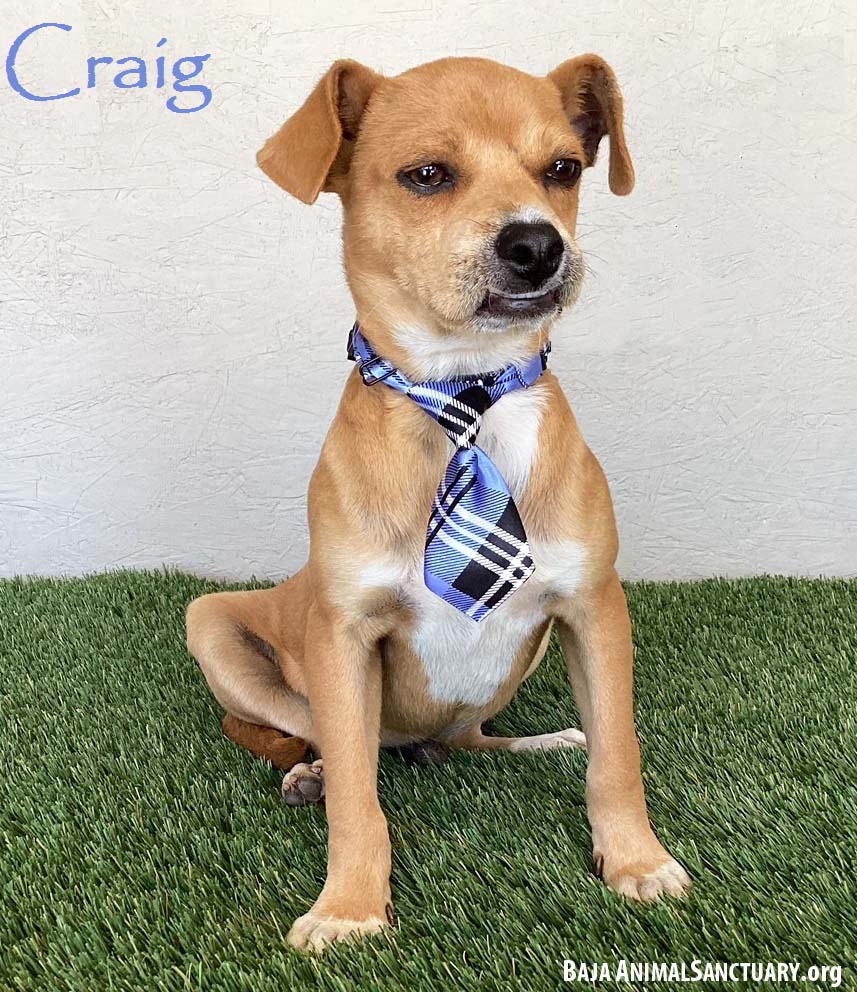 adoptable Dog in San Diego, CA named Craig