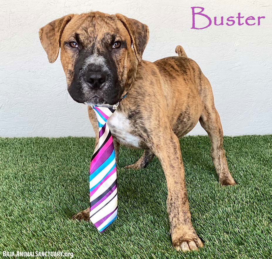 adoptable Dog in San Diego, CA named Buster