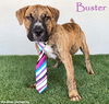 adoptable Dog in  named Buster