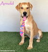 adoptable Dog in  named Arnold