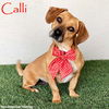 adoptable Dog in  named Calli