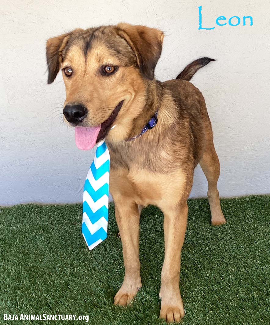 adoptable Dog in San Diego, CA named Leon