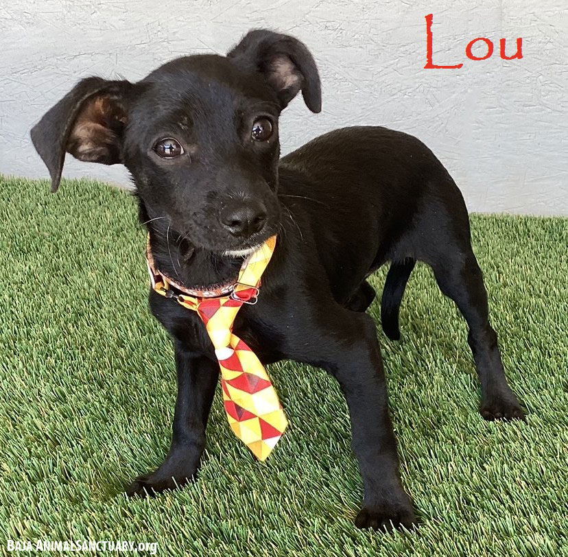 adoptable Dog in San Diego, CA named Lou