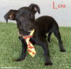 adoptable Dog in  named Lou