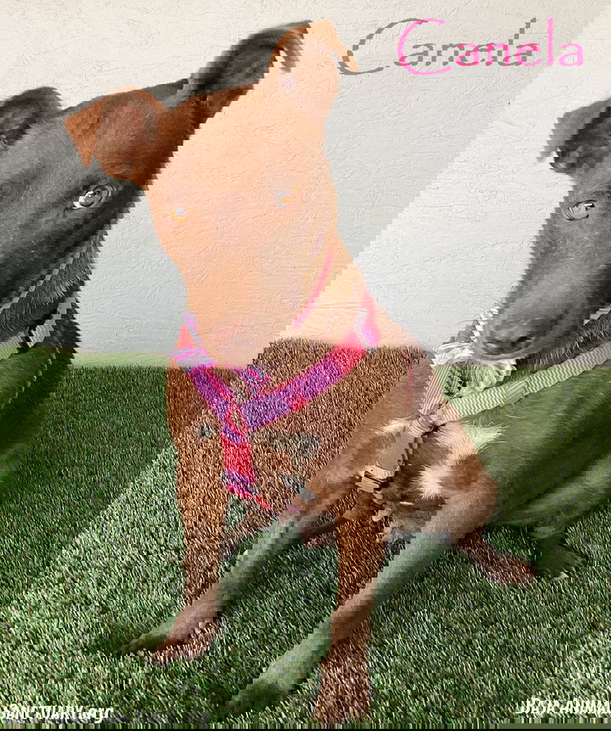 adoptable Dog in San Diego, CA named Canela