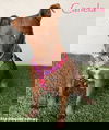 adoptable Dog in  named Canela