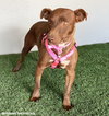 Canela - Photo 2