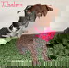 adoptable Dog in  named Thelma