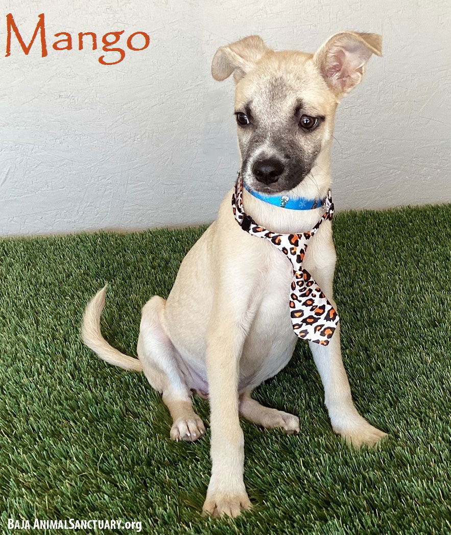 adoptable Dog in San Diego, CA named Mango