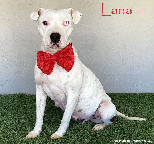 LANA - Pit Bull Terrier available for adoption