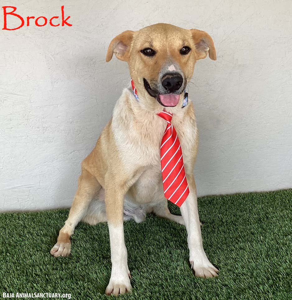 adoptable Dog in San Diego, CA named Brock