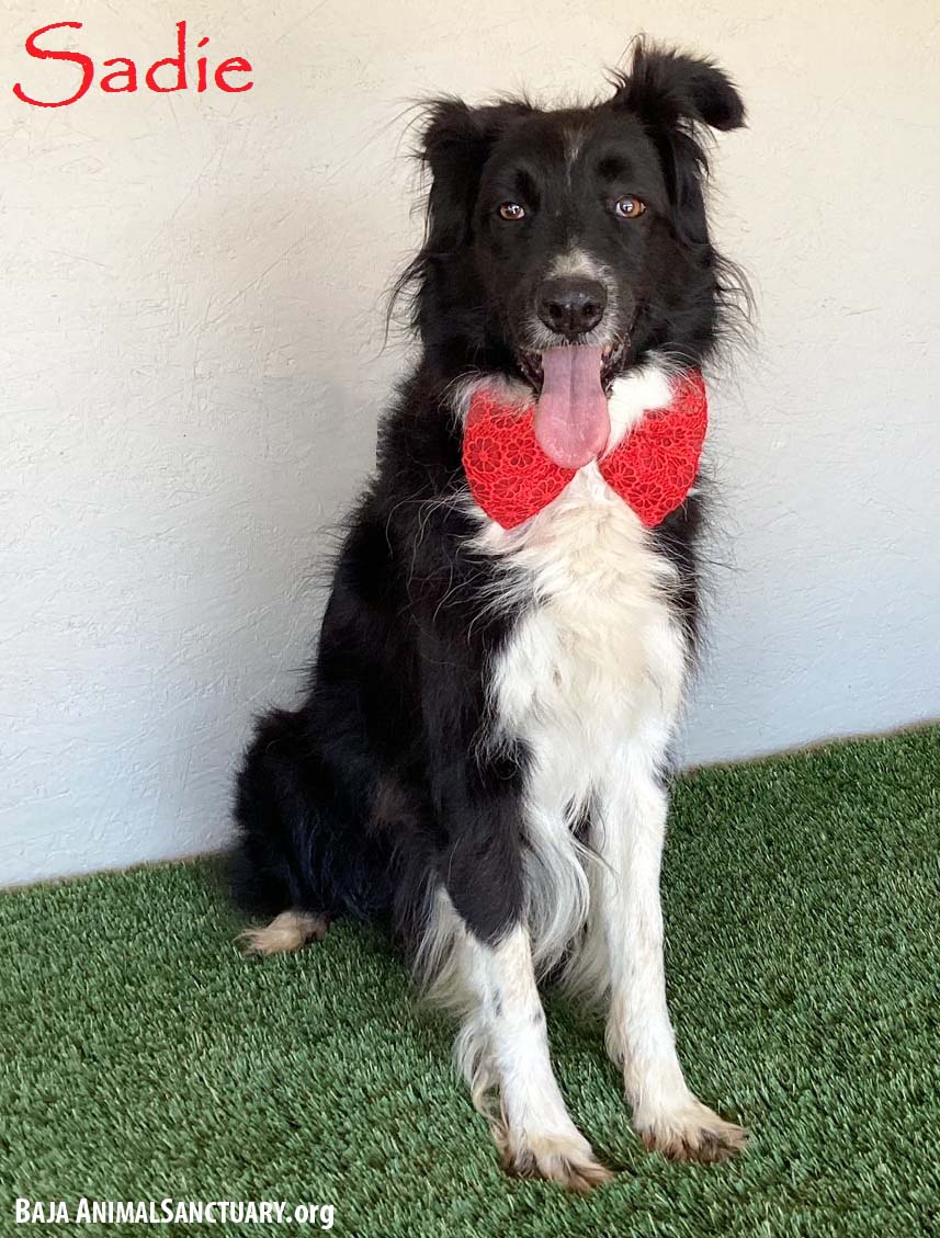 adoptable Dog in San Diego, CA named Sadie