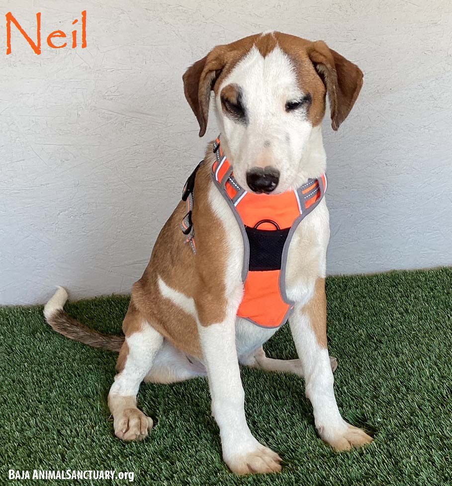 adoptable Dog in San Diego, CA named Neil