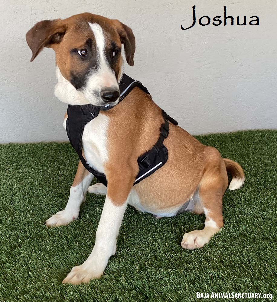 adoptable Dog in San Diego, CA named Joshua