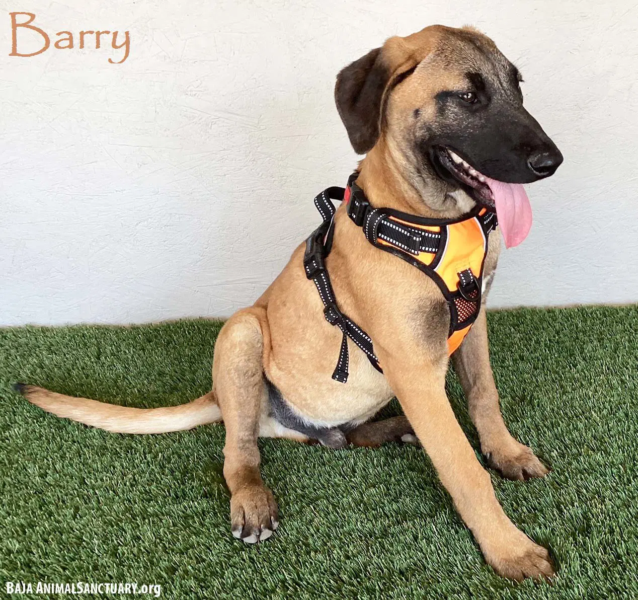 Barry - Black Mouth Cur
