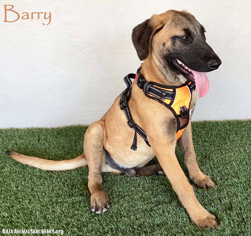 BARRY - Black Mouth Cur available for adoption