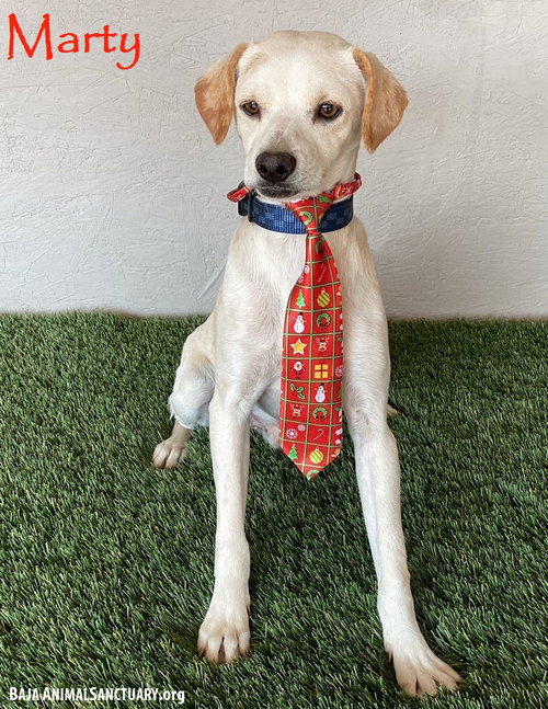 MARTY - Whippet / Beagle available for adoption