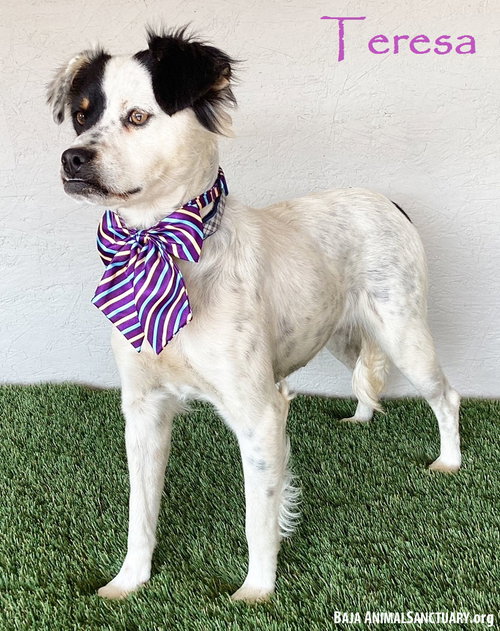 TERESA - Australian Shepherd available for adoption
