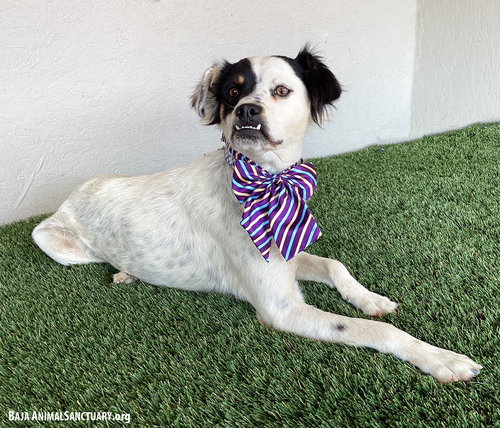TERESA - Australian Shepherd available for adoption
