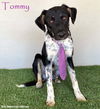 adoptable Dog in  named Tommy