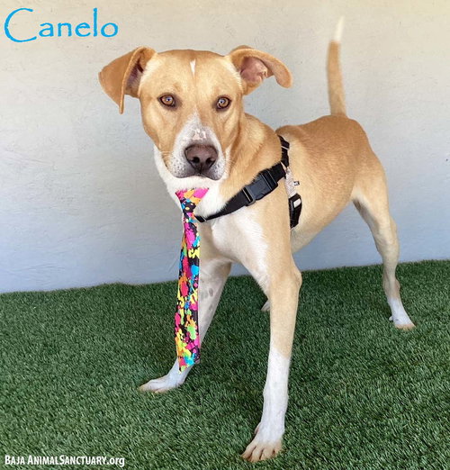 CANELO - Carolina Dog available for adoption