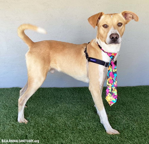 CANELO - Carolina Dog available for adoption