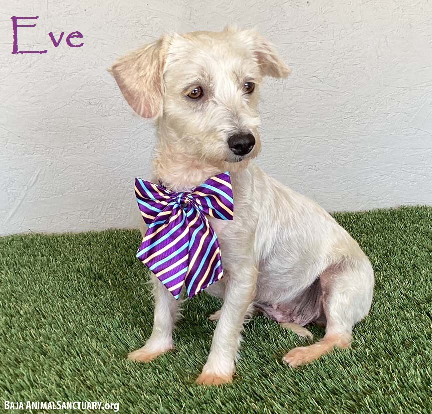 adoptable Dog in San Diego, CA named Eve