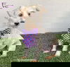 adoptable Dog in  named Eve