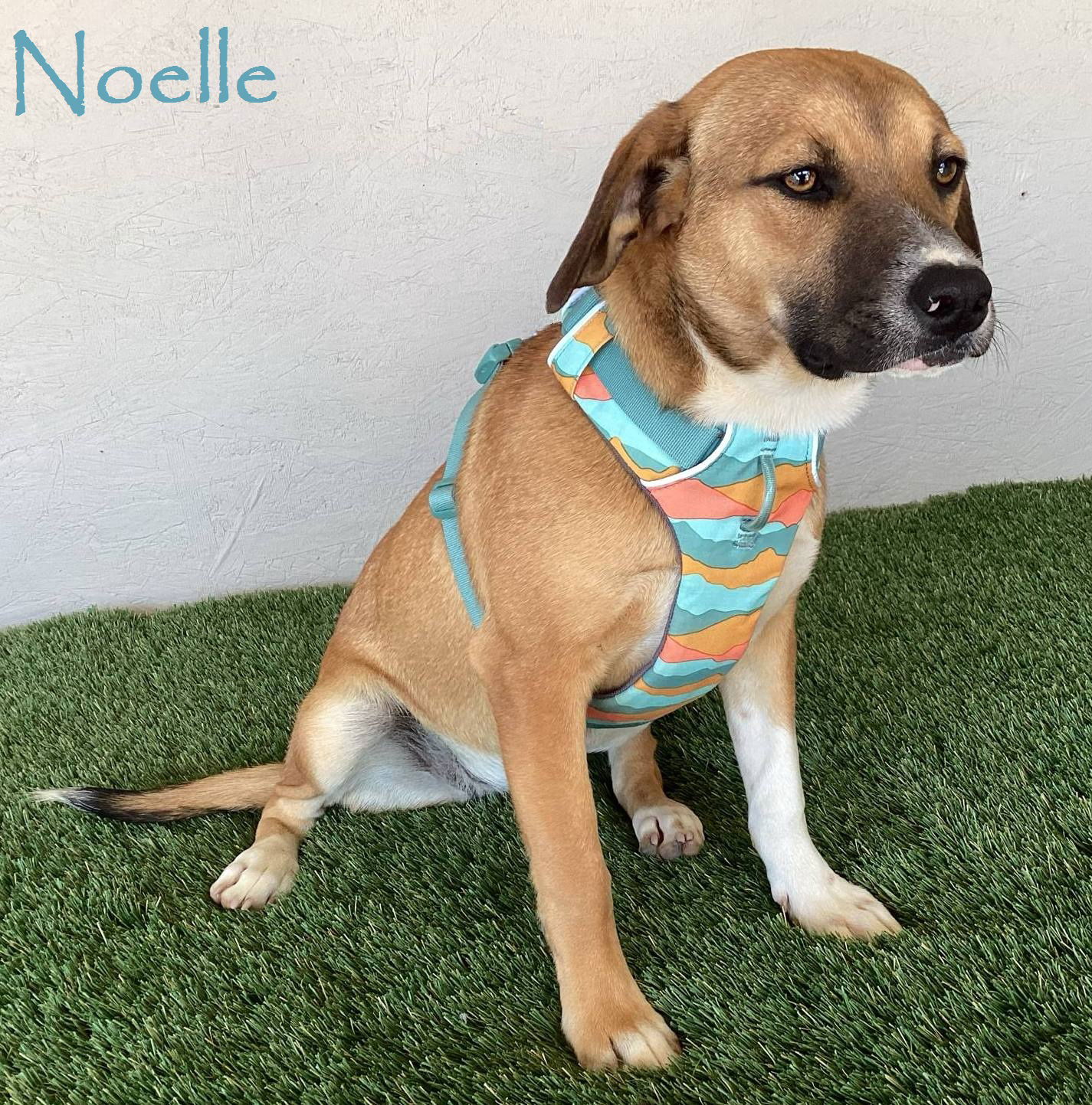 adoptable Dog in San Diego, CA named Noelle