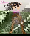 adoptable Dog in  named Dana