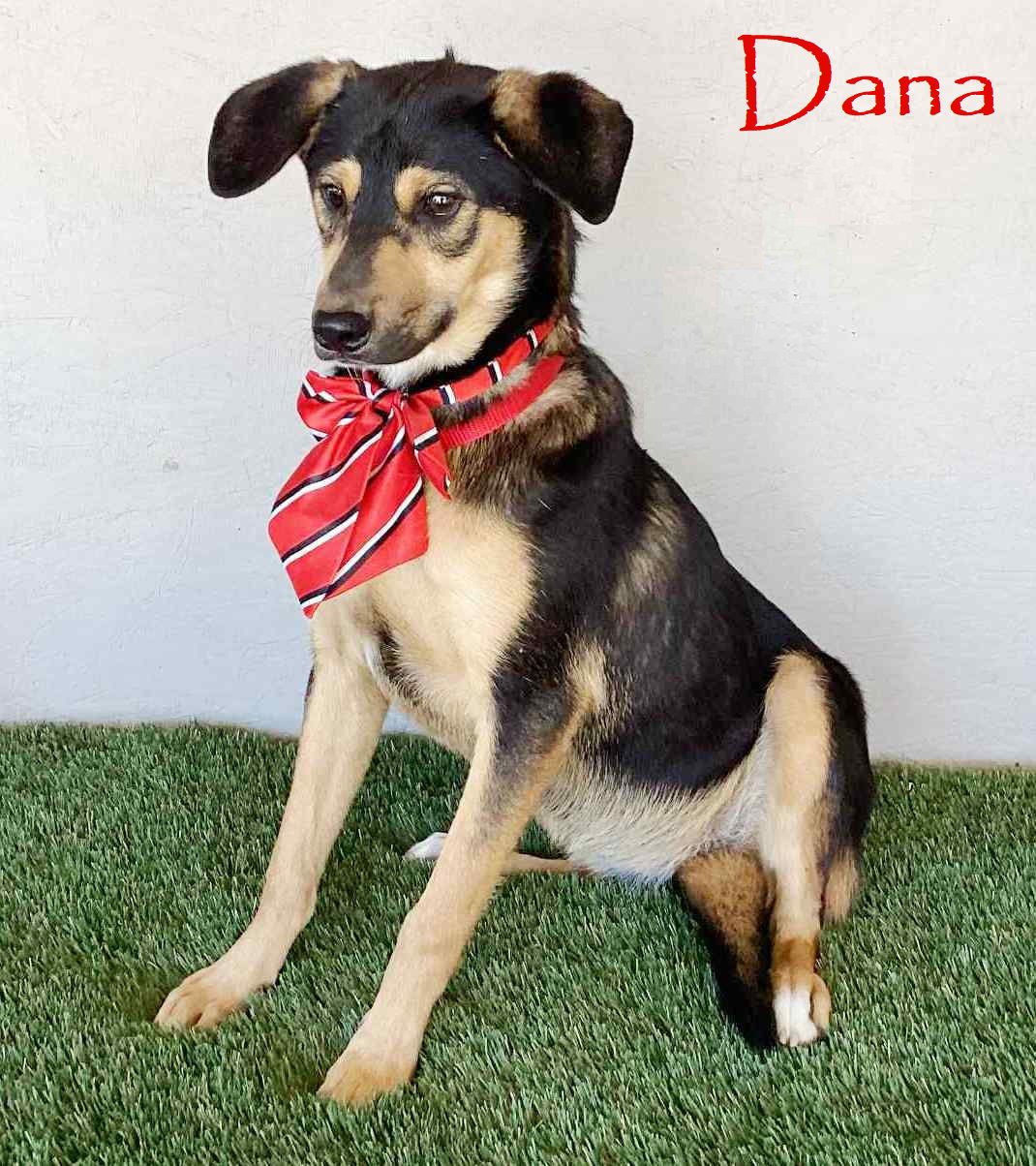 adoptable Dog in San Diego, CA named Dana