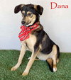 Dana - Photo 1