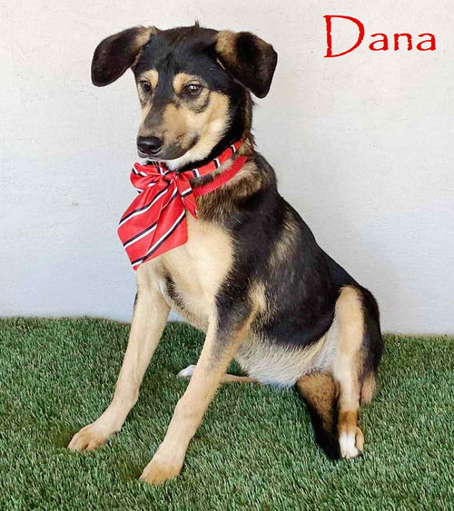 DANA - German Shepherd Dog available for adoption