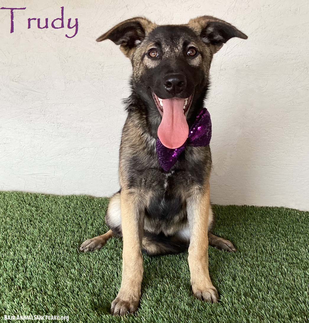 adoptable Dog in San Diego, CA named Trudy