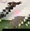 adoptable Dog in  named Trudy