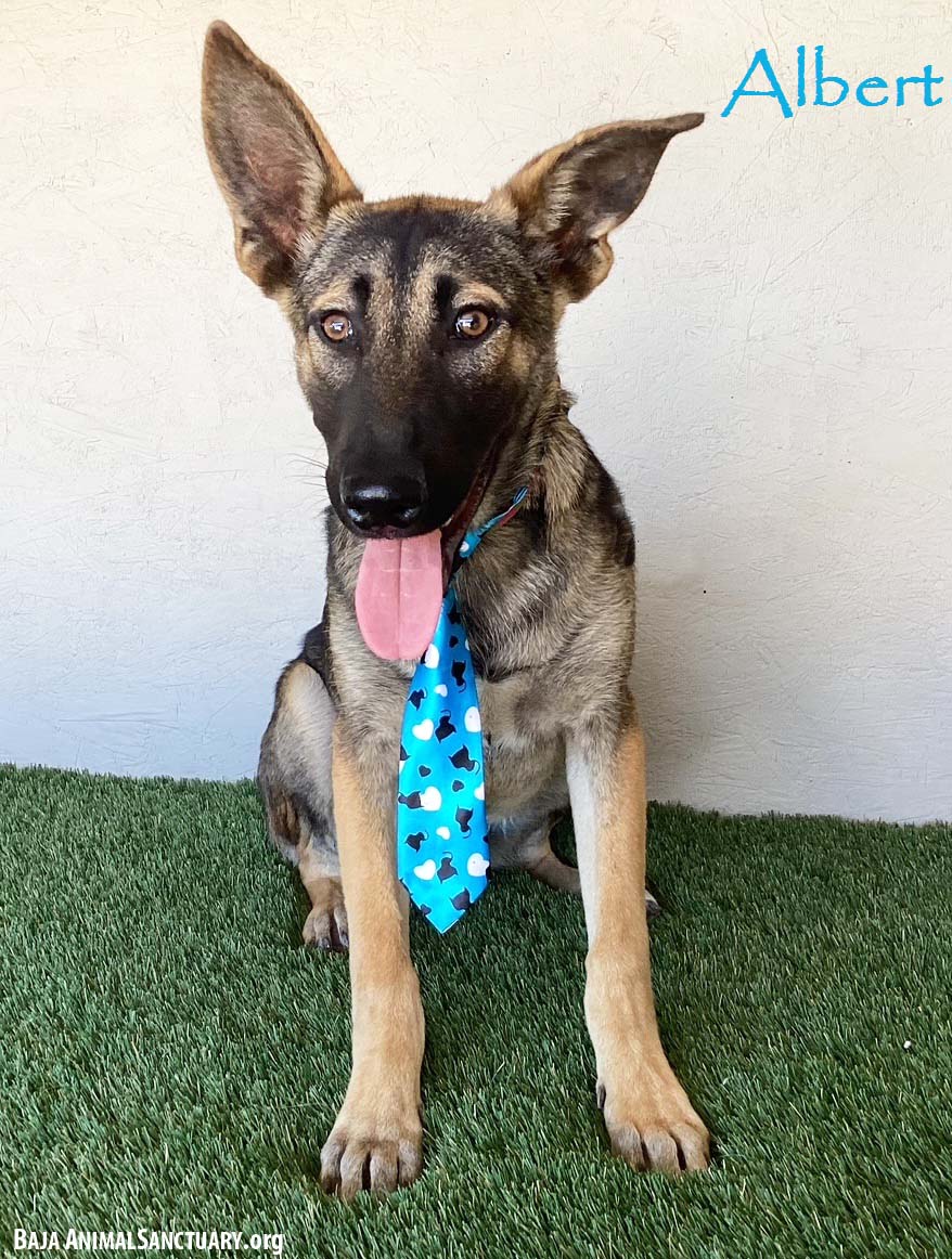 adoptable Dog in San Diego, CA named Albert