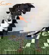 adoptable Dog in  named Cora