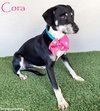 Cora - Photo 1