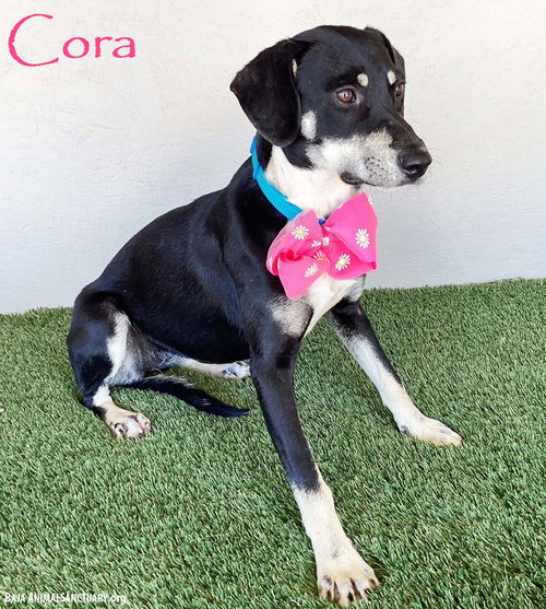 CORA - Labrador Retriever / Australian Kelpie available for adoption