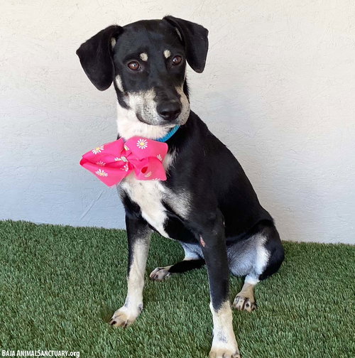 CORA - Labrador Retriever / Australian Kelpie available for adoption