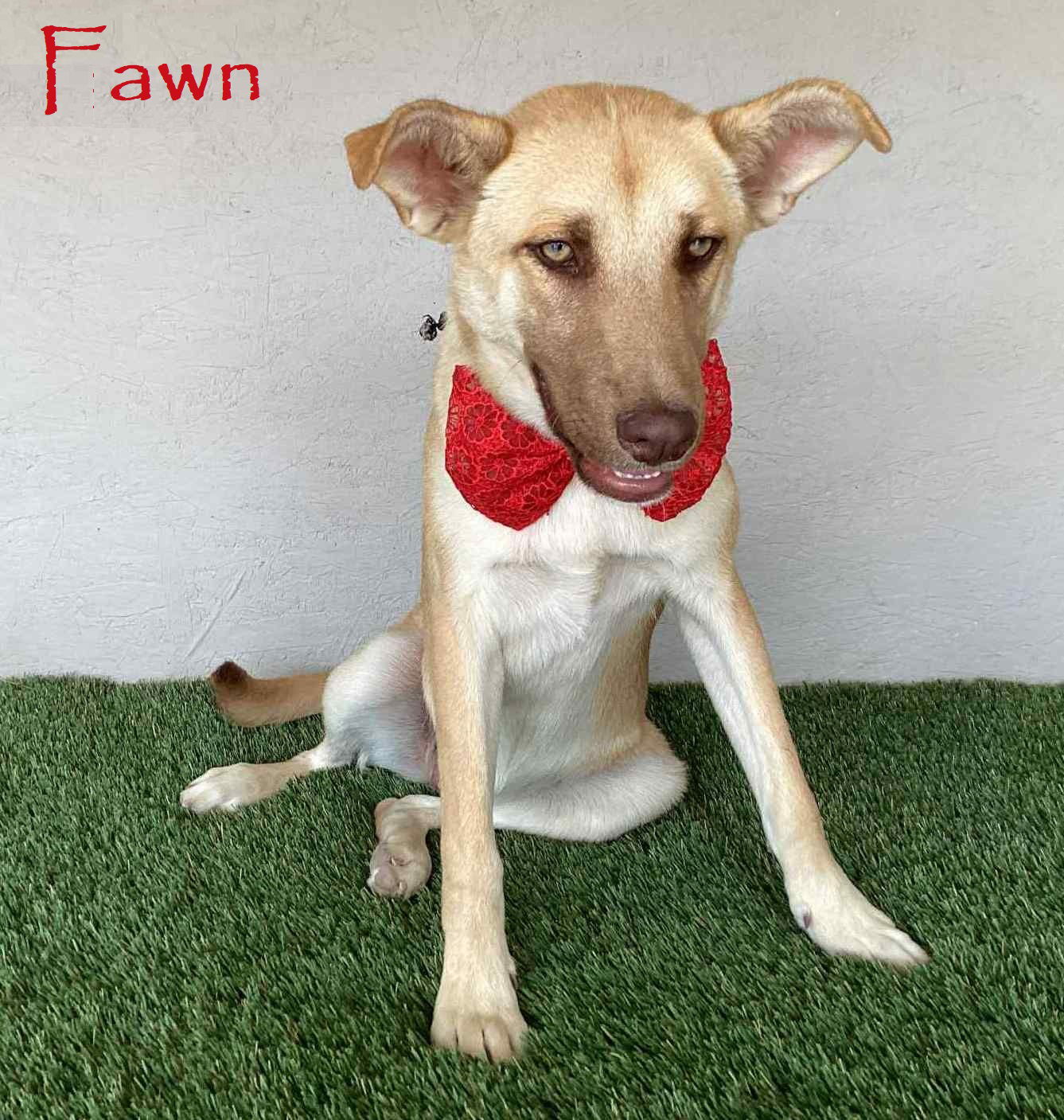 adoptable Dog in San Diego, CA named Fawn