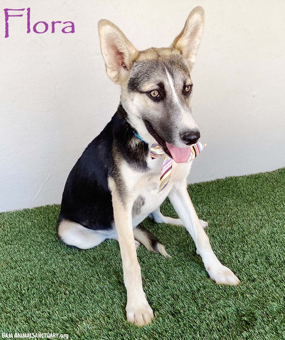 adoptable Dog in San Diego, CA named Flora