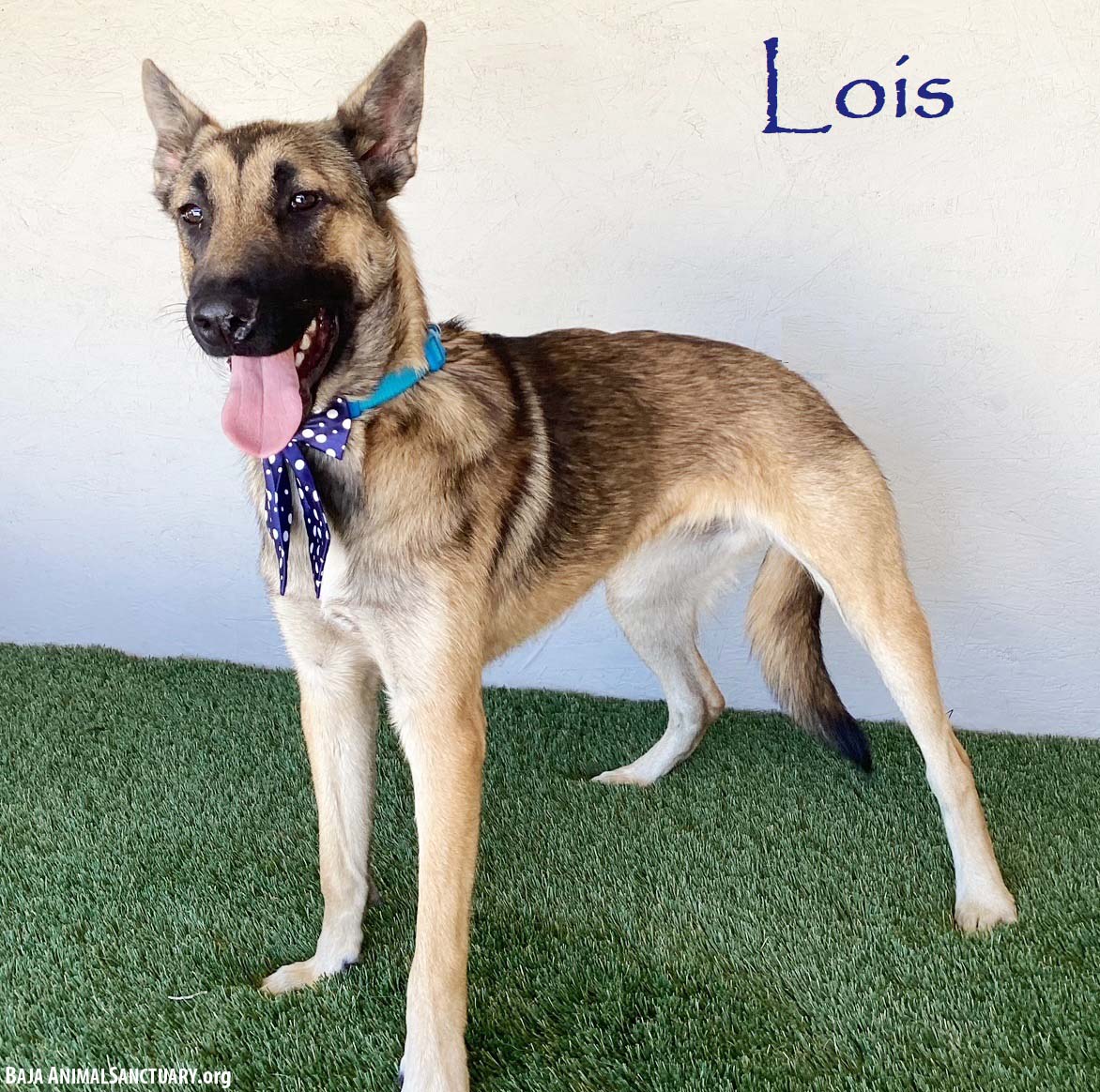 adoptable Dog in San Diego, CA named Lois