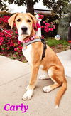 adoptable Dog in  named Carly