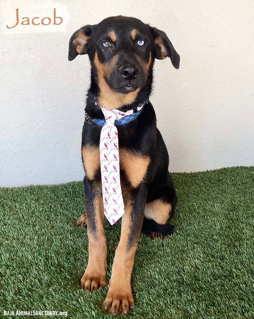 JACOB - Husky / Black Labrador Retriever available for adoption
