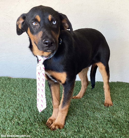 JACOB - Husky / Black Labrador Retriever available for adoption